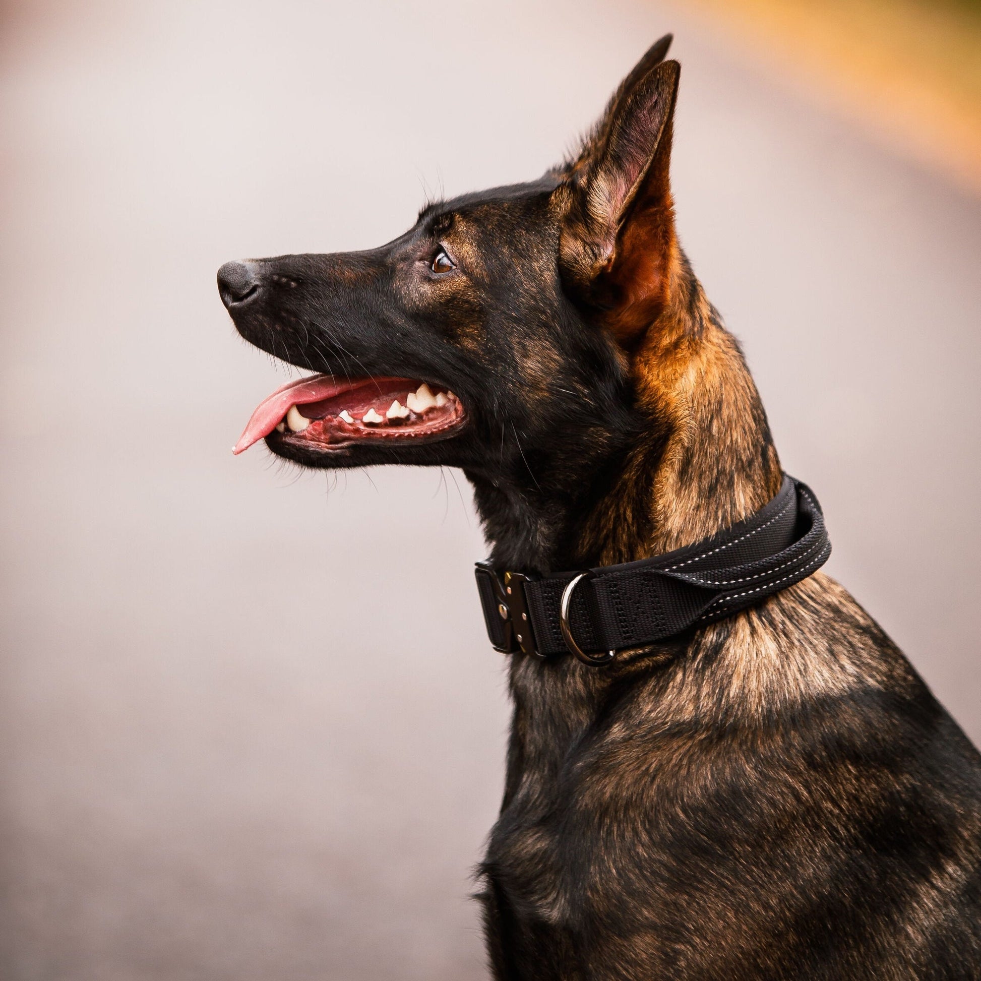 Rukka Pets Koiran kahvapanta