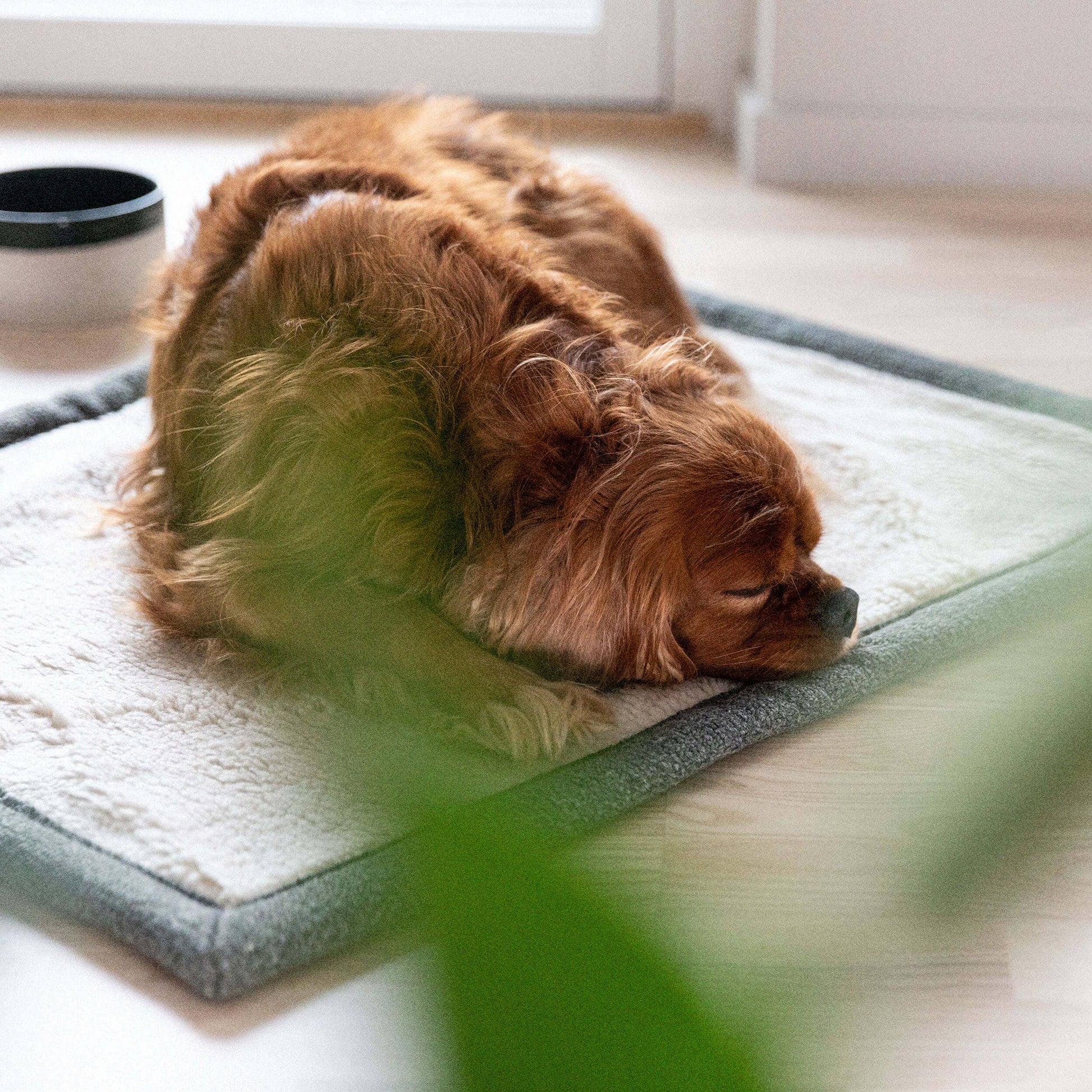 Denjo Dogs Koiran makuualusta matkalle, tummanvihreä