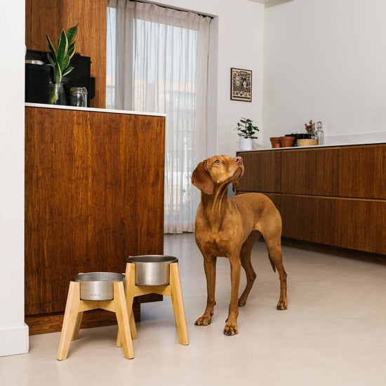 GULA DOG CARE Koiran ruoka - ja juomakuppi, hopea