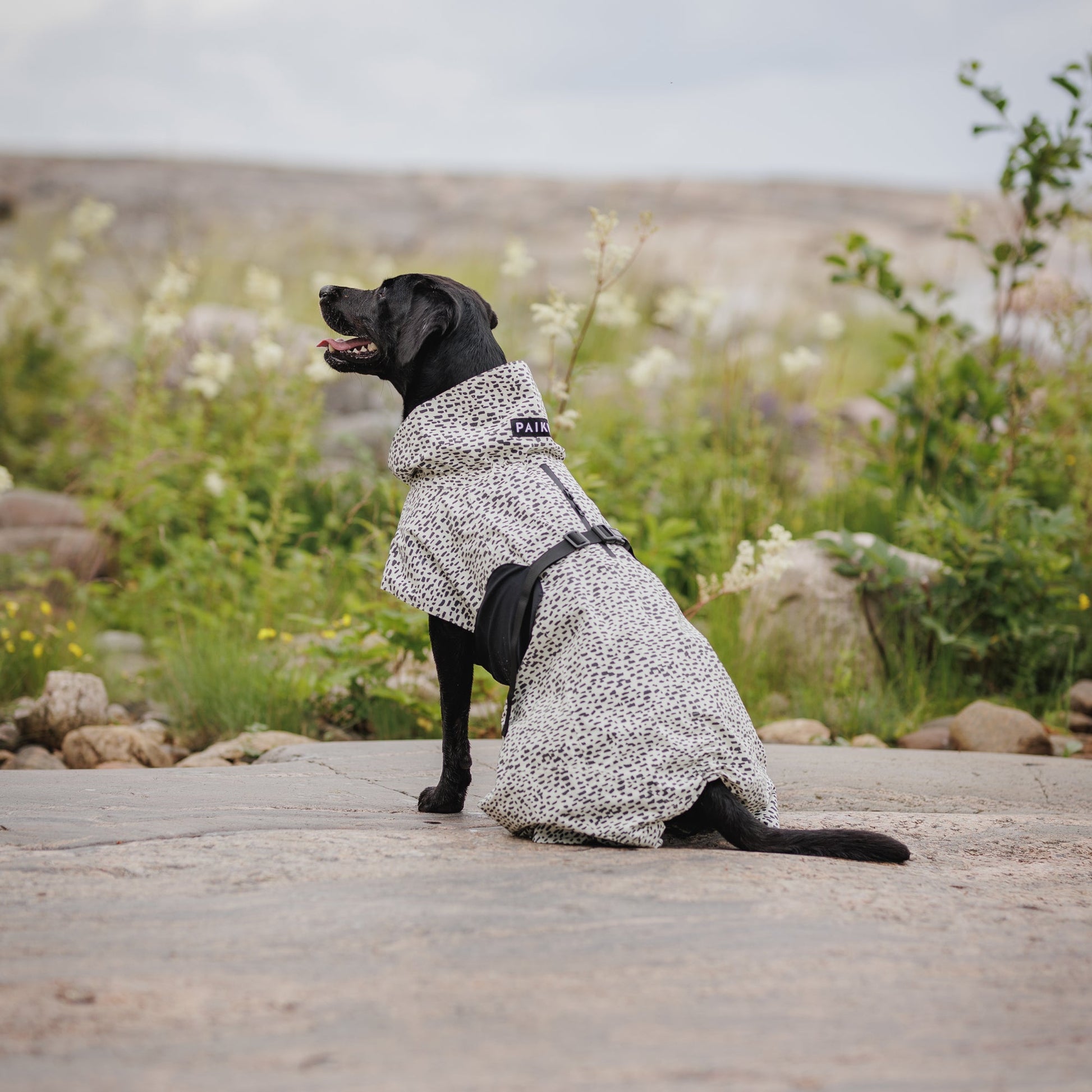 PAIKKA Koiran sadetakki 2.0, pilkullinen