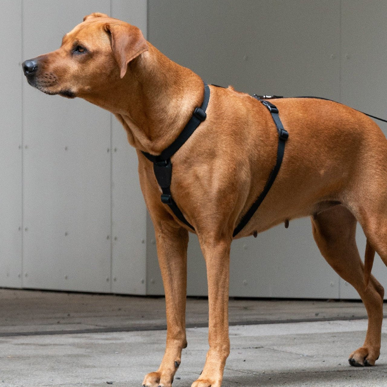 Masimalo Koiran valjaat, musta