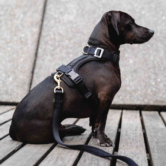 GULA DOG CARE Koiran valjaat, musta