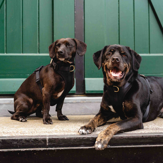 GULA DOG CARE Koiran valjaat, musta