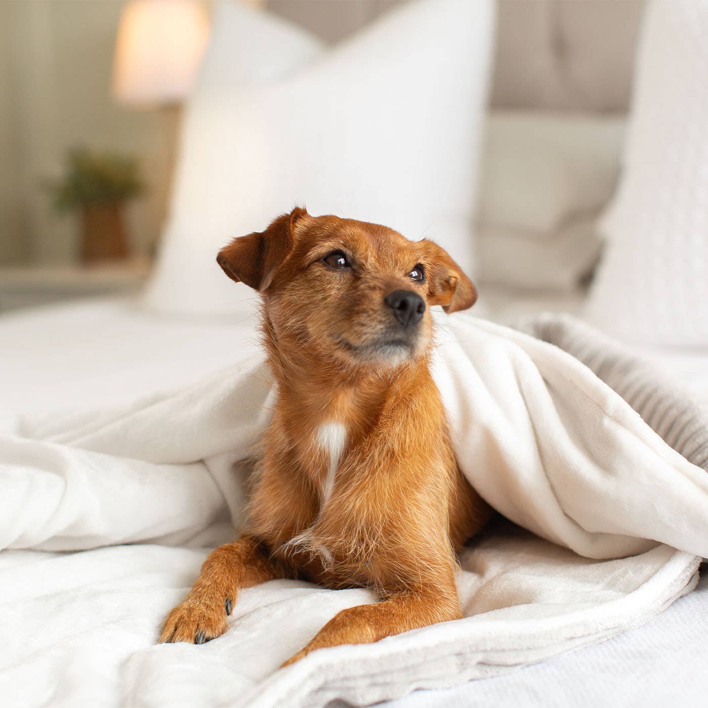 Lords and Labradors Koiran viltti, vaaleanharmaa