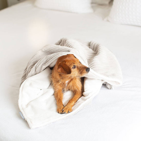 Lords and Labradors Koiran viltti, vaaleanharmaa