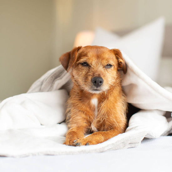 Lords and Labradors Koiran viltti, vaaleanharmaa