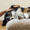 Toutou Petcare Lemmikin kuivashampoo