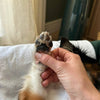 Toutou Petcare Lemmikin yleisvoide