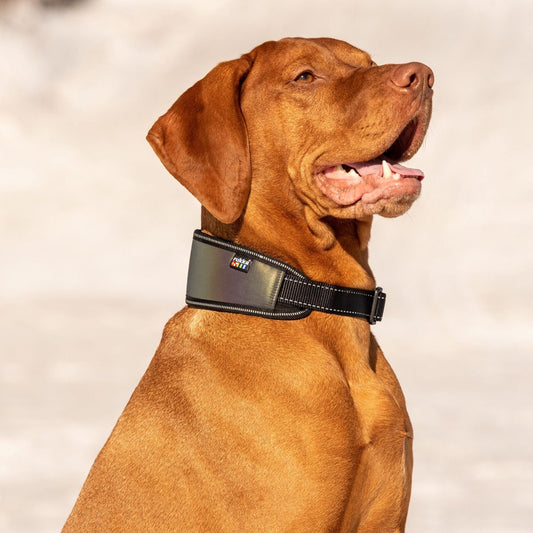 Rukka Pets Luminous - heijastava pehmopanta