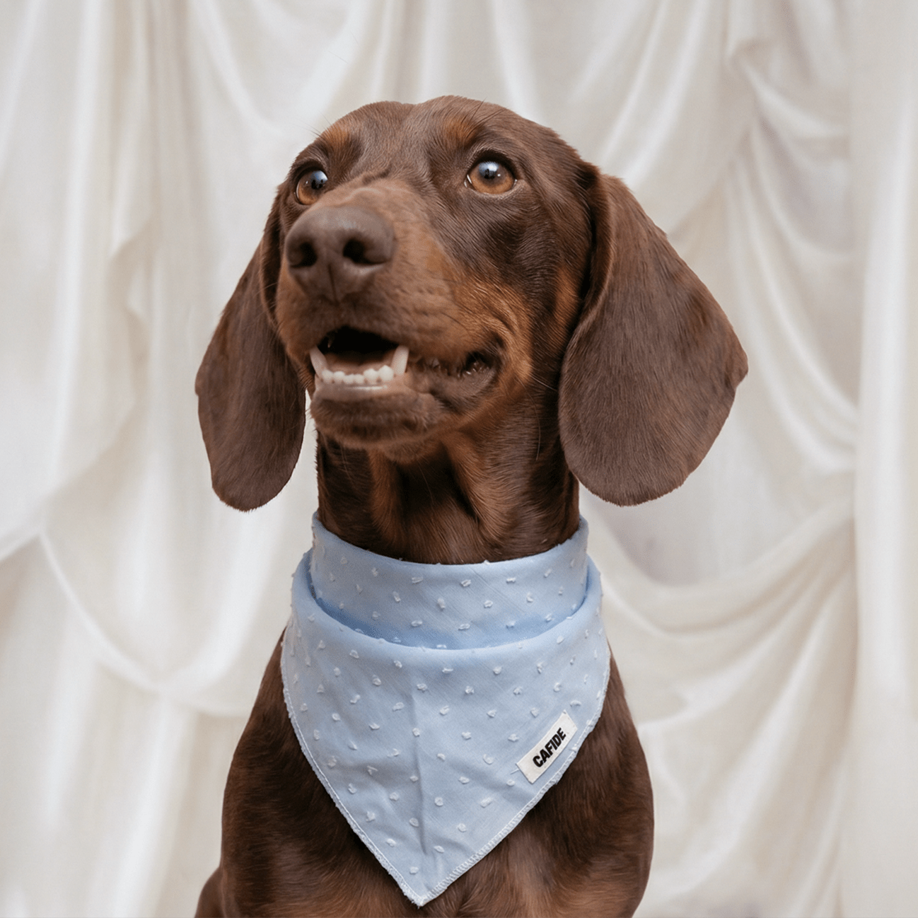 CAFIDE Nata - koiran bandana, vaaleansininen