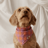CAFIDE Nata - koiran bandana, violetti ruutu