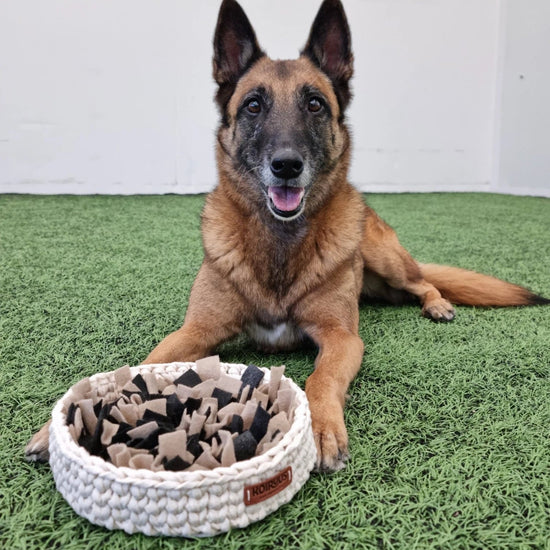 Koiruus Nuuhku - nuuskukori, oranssi