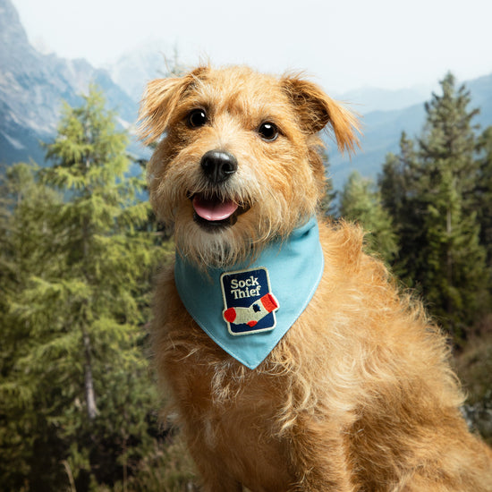 Scout's Honour Partiohuivi lemmikille, sky blue