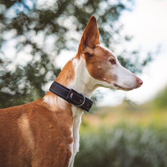 Rukka Pets Pehmustettu kaulapanta