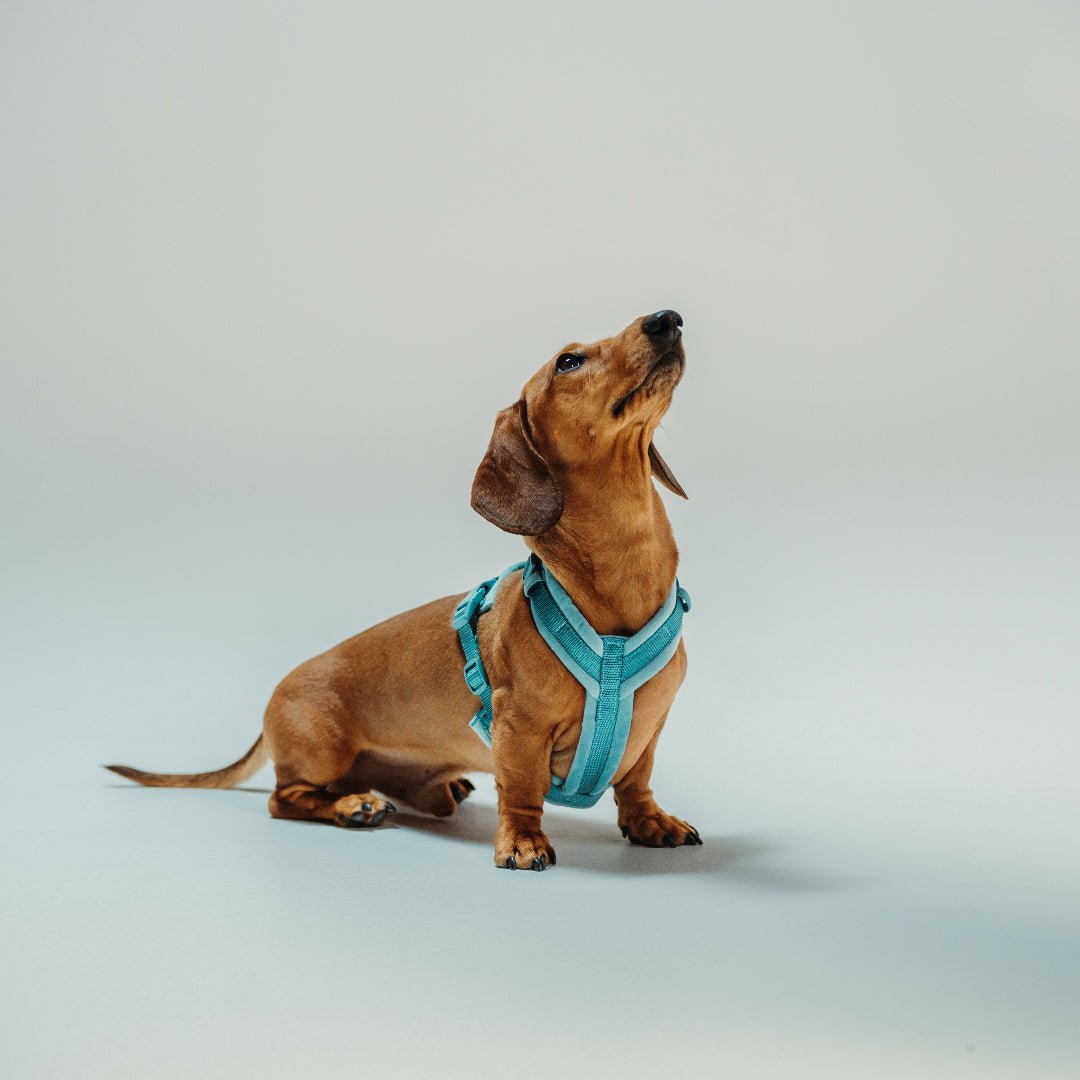 Furlou Pehmustetut valjaat, turkoosi