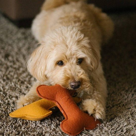 CAFIDE Play - koiran lelu, terracotta