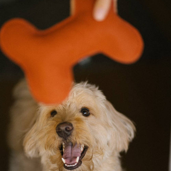 CAFIDE Play - koiran lelu, terracotta