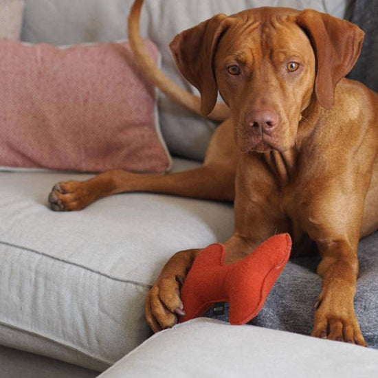 CAFIDE Play - koiran lelu, terracotta