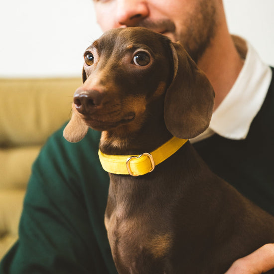 Furlou Samettinen koiranpanta, keltainen