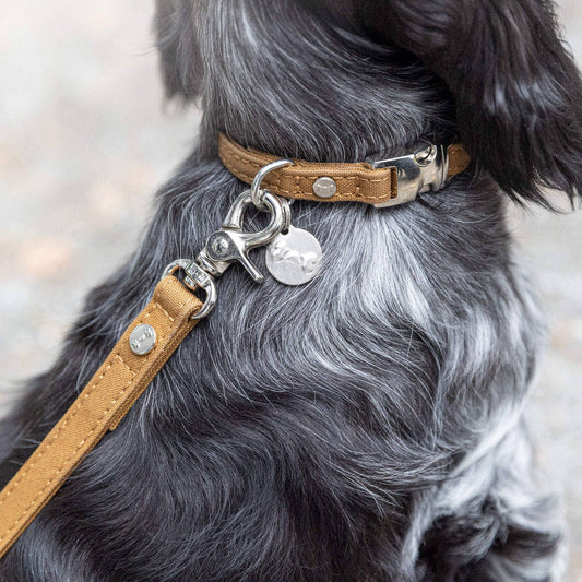 Denjo Dogs Signature Go - koiran hihna, sinappi