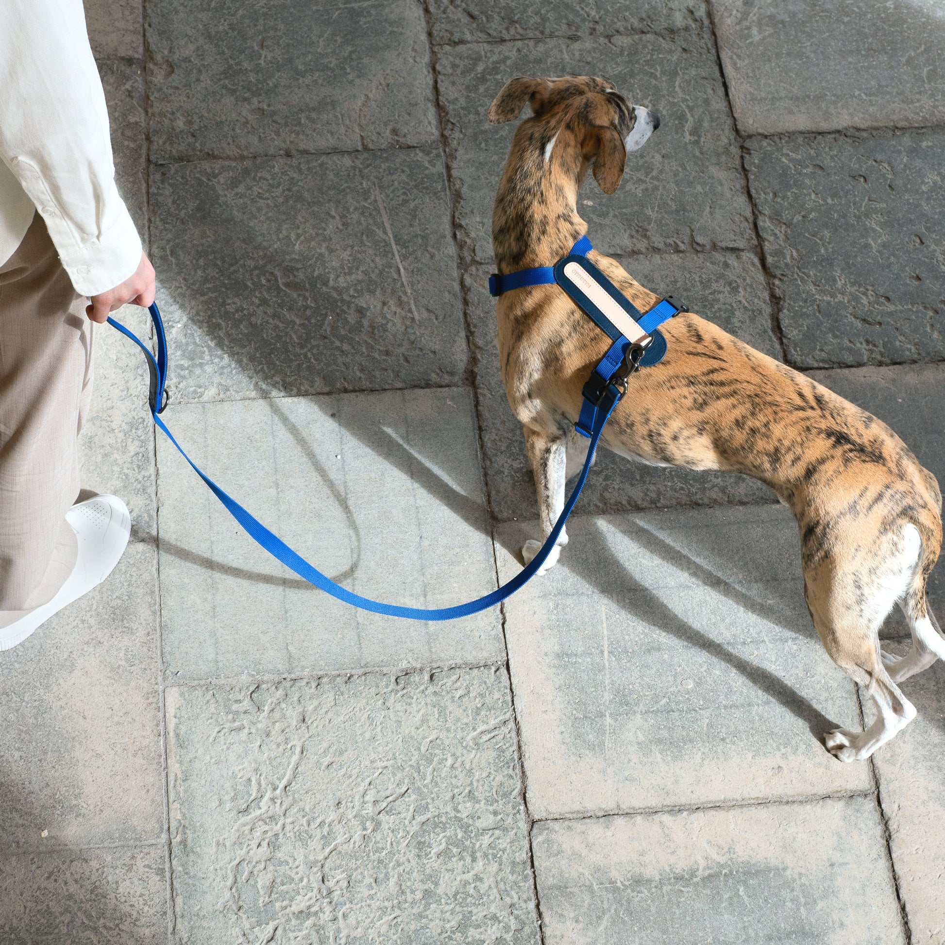 Masimalo koiran talutin, navy-grandala blue