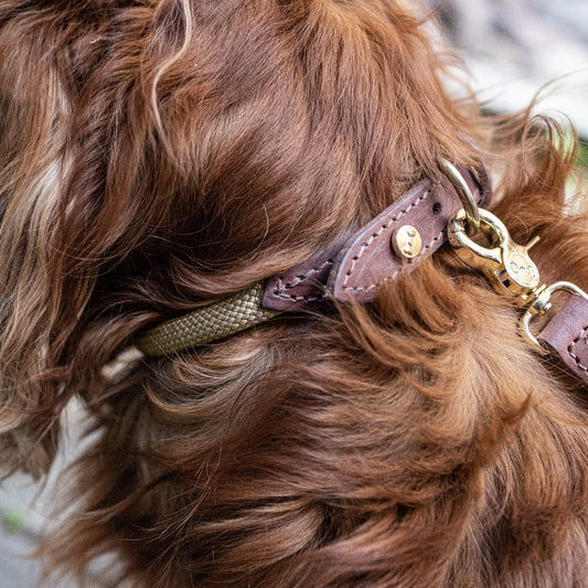 Denjo Dogs Torekov - kaulapanta, hiekka