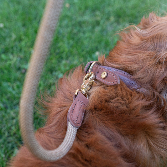 Denjo Dogs Torekov - koiran hihna, hiekka