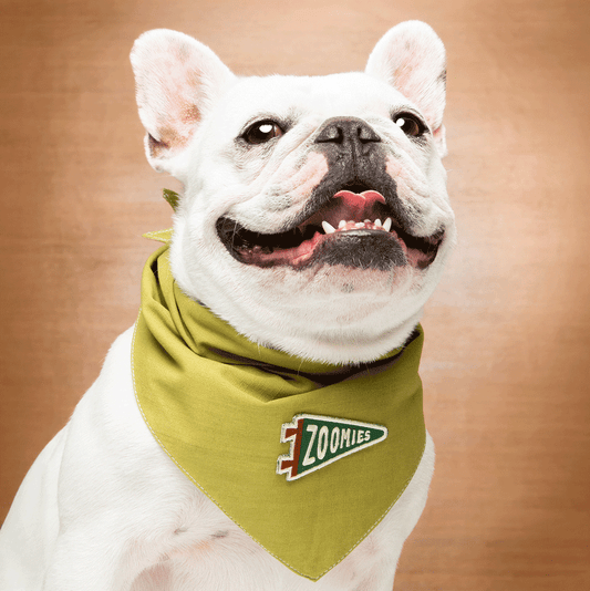 Scout's Honour Zoomies - silitettävä kangasmerkki lemmikille